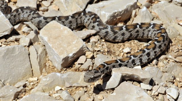 Dağ engereği Nemrut'ta görüldü