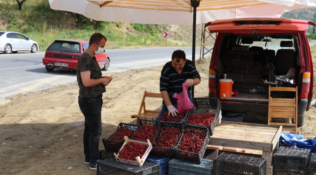 Dalbastı kirazında hasat zamanı