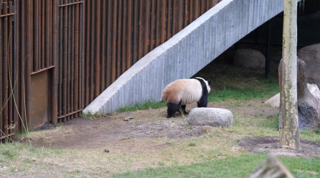 Danimarka Kraliçesi, Çin'den getirilen dev pandaları ziyaret etti