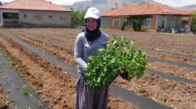 Doğanşehir'de tütünün alternatifi bulundu