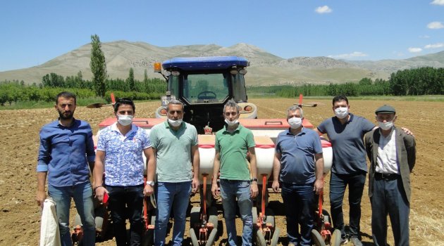 Doğanşehir'de kuru fasulye ekimi!