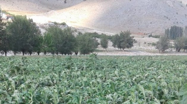 Dolu yağışı tütünlere zarar verdi!