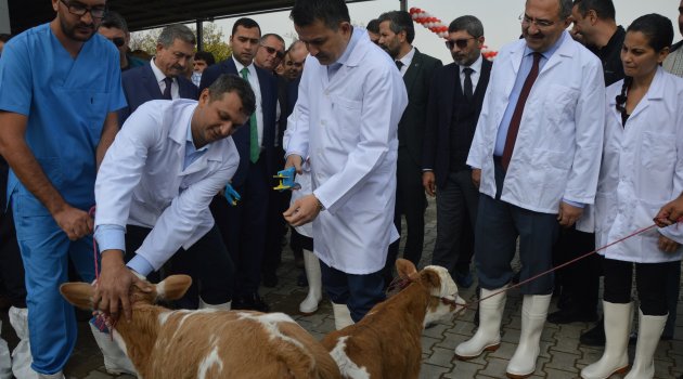 Düve üretim merkezi açıldı