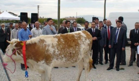 Düveler Teslim Edildi.