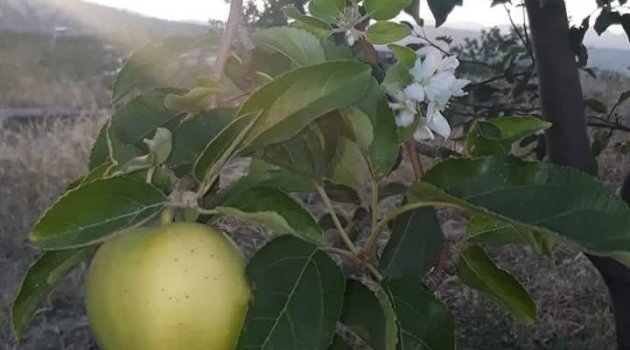 Elma ağacı çiçek açtı