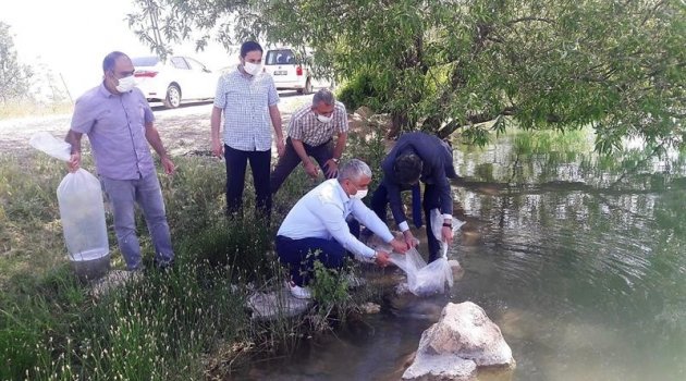 Göletlere 50 bin balık bırakıldı!