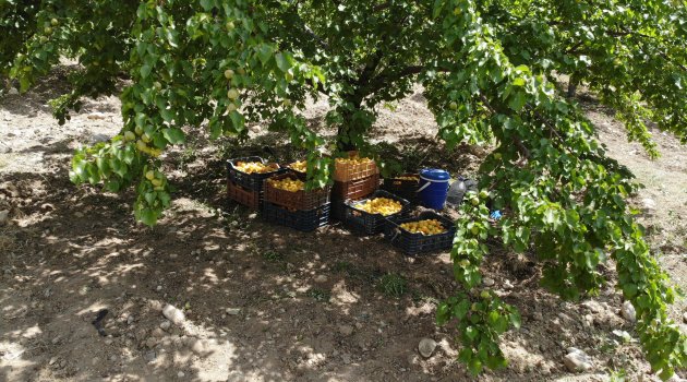 Hasanbey kayısısında ilk ürün 13 TL