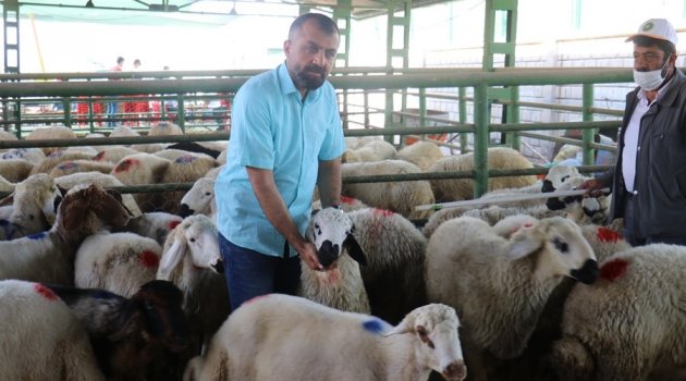 Hayvan pazarında şaşırtan sakinlik!