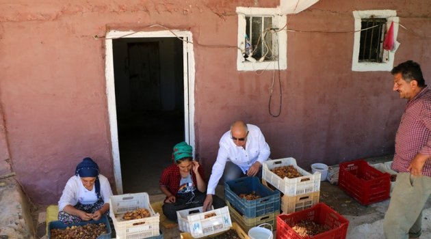 Hekimhan'da kayısı hasadı başladı