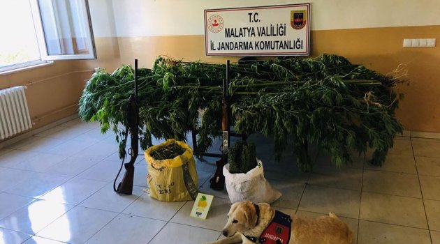 Kaçak kenevir ekenlere gözaltı!