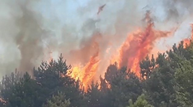 Kastamonu'da ormanlık alanda yangın