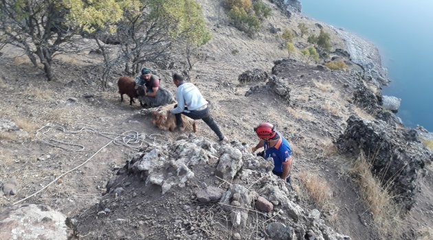 Kayalıklarda mahsur kalan keçiler 4 saatte kurtarıldı