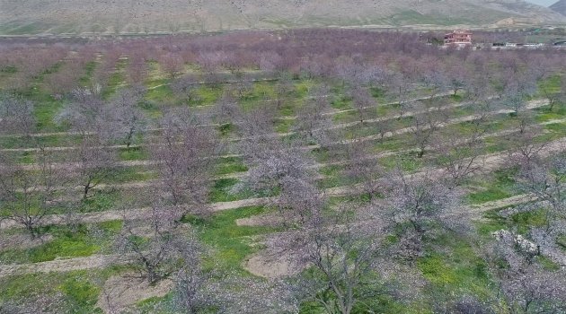 Kayısı bahçelerinde görsel şölen