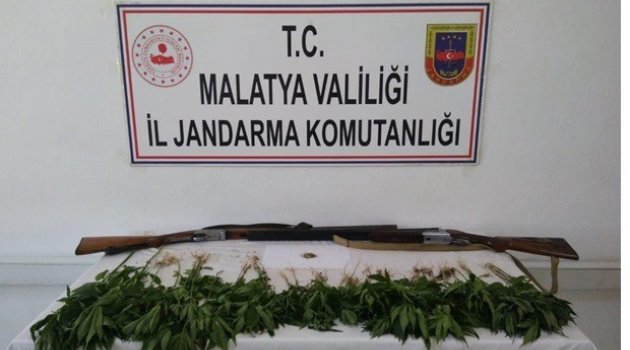 Kayısı bahçesine kenevir ekmişler