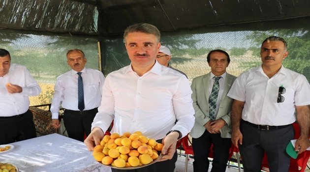 Kayısı hasadı başladı