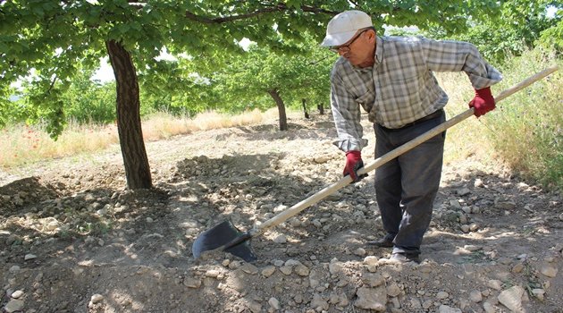 Kayısıda yoğun mesai başladı