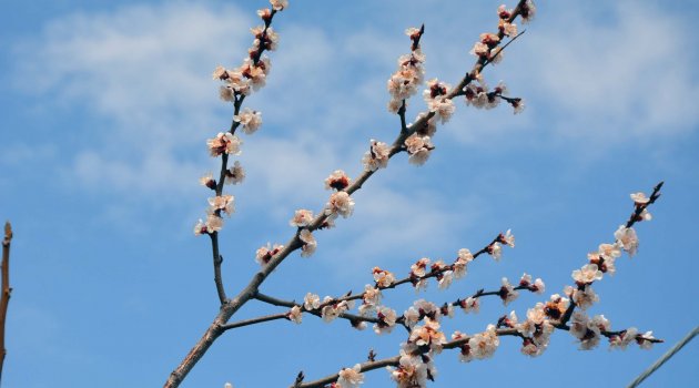 Kayısıda çil hastalığı riski yükseldi!
