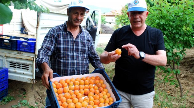 "Kayısımızı tescillemek istiyoruz"