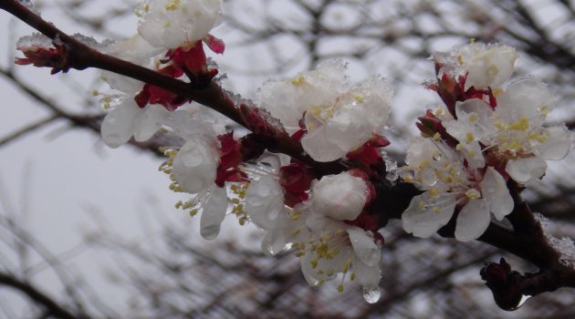 Kayısıyı Nisan'da kar vurdu