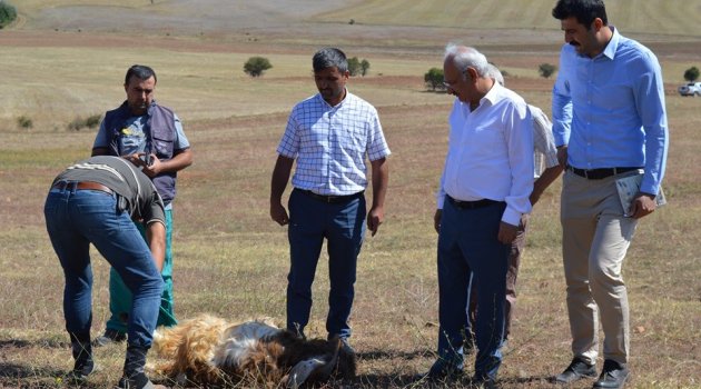 Kırıkkale'de kurtlar 15 koyunu telef etti