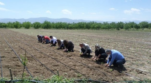 Kırmızı pul biber yaygınlaştırılıyor