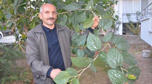  Kışa girerken meyve verdi