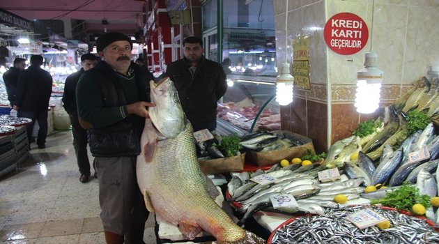 Kurşun balığına yoğun ilgi