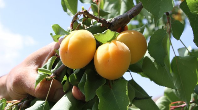 Kuru kayısı rekoltesi açıklandı