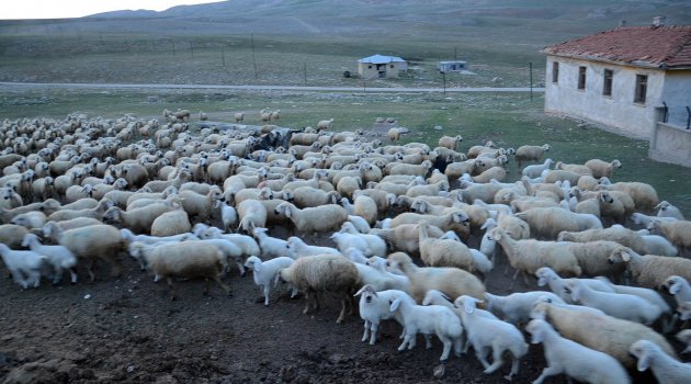 Kuzuların koyunlara kavuşma anı renkli görüntüler oluşturdu