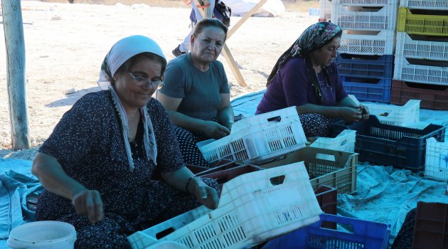 Patik mesaisi başladı!