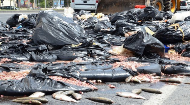 Malatya'da 2 ton balık atığı yola döküldü