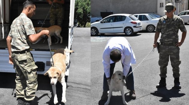 Mayın arama köpeklerinin tedavisi Malatya'da yapılıyor