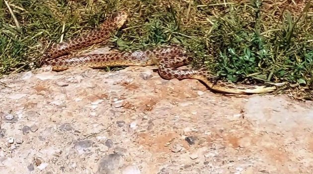 Mezrada görülen yılanlar korkuttu!