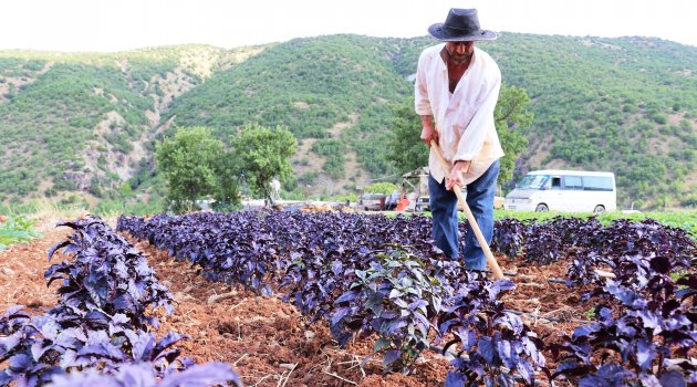 Mor Reyhan tam bir şifa kaynağı