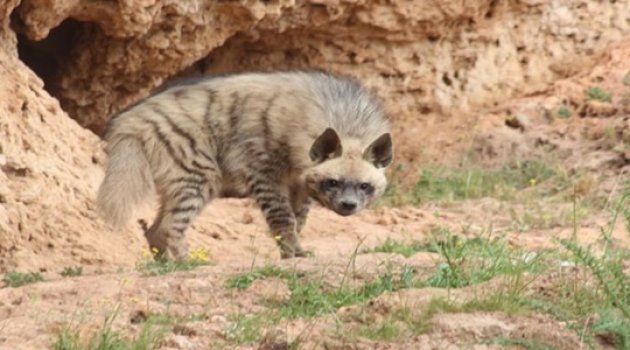 Nesli tükenme tehlikesi altında!