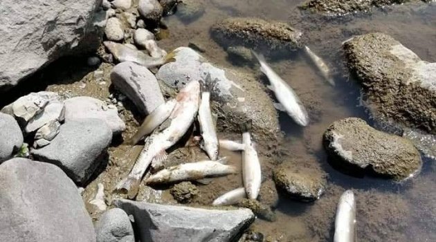 Ordu'nun derelerinde toplu balık ölümleri