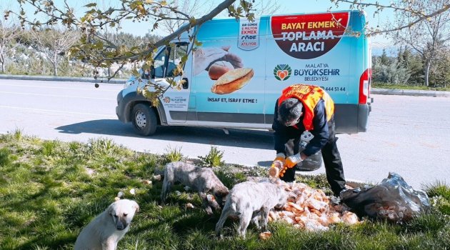 Parklara sokak hayvanları için ekmek bırakılıyor