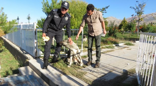 Polislerden yaralı köpeğe şefkat eli