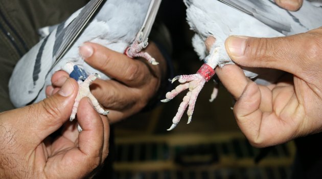 Posta güvercinleri yarışacak