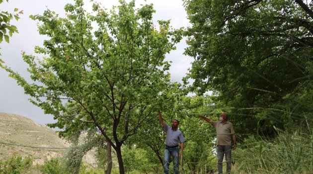 "Kayısı ihtisas borsası kurulmalı"