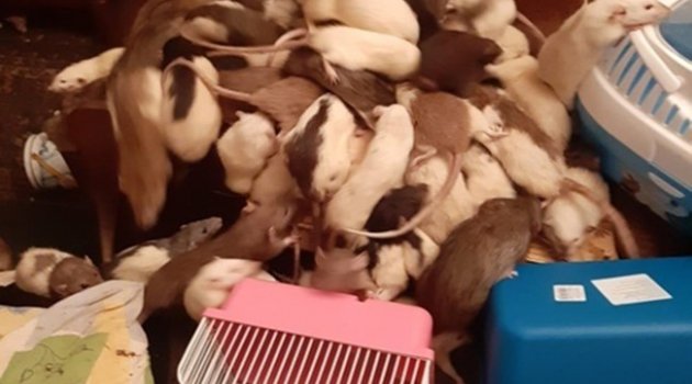 Rusya'da bir kadının yüzlerce fareyle birlikte yaşadığı ortaya çıktı