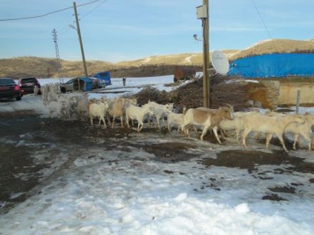 Saanen Keçisi Pütürge'de…