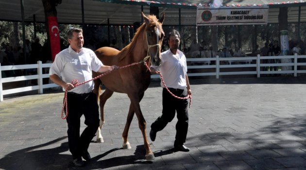 Safkan Arap tayları görücüye çıktı