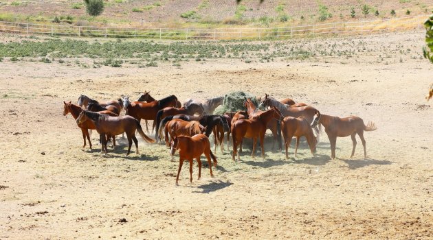 Şampiyon taylar görücüye çıkıyor