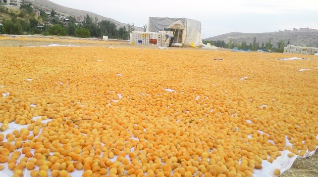Sarı altının hasadında sona doğru