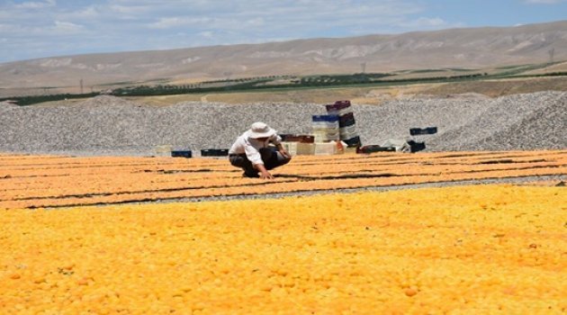Sarı'nın kahve rengine yolculuğu
