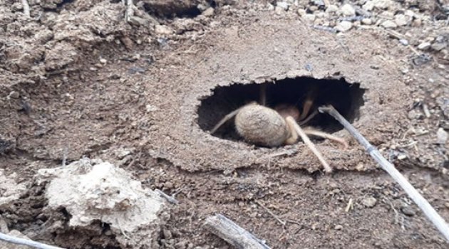Sarıkız örümceği tedirgin ediyor
