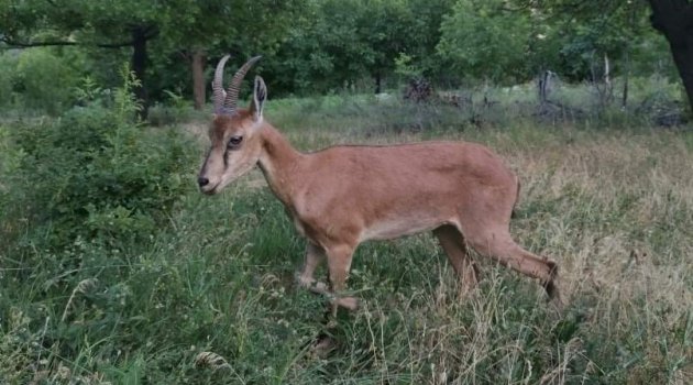 Sıcaklar hayvanları olumsuz etkiledi