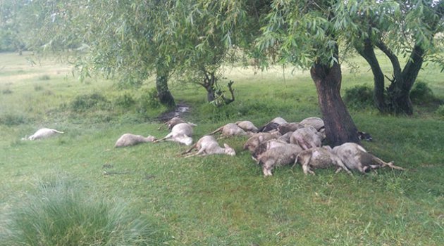 Simav'da yıldırım düşmesi sonucu 23 küçükbaş hayvan telef oldu