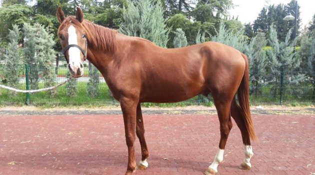 Sultansuyu tayları kupalara doymuyor